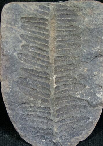 Million Year Old Fern Fossil #7454